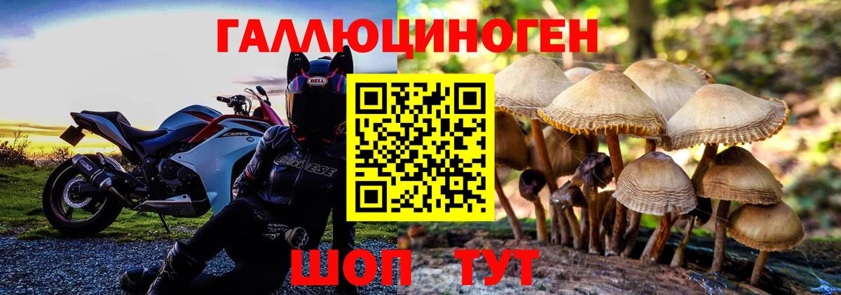 купить   Вход с VPN  Сызрань  Псилоцибиновые грибы Cubensis 
